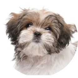 O Shih Tzu é uma raça de cães pequenos originária do Tibete, onde eram criados como companheiros e cães de guarda nos mosteiros. Com uma aparência distintiva e pelagem luxuosa, eles são conhecidos por sua personalidade afetuosa e amigável. Esses cães têm uma pelagem longa e densa, que requer cuidados regulares para evitar emaranhados e nós, e possui uma característica facial marcante, com um focinho curto e expressão doce. São gentis, afetuosos e geralmente se dão bem com crianças e outros animais de estimação. É importante notar que os Shih Tzus podem ser propensos a certos problemas de saúde, como problemas oculares, problemas de pele e problemas dentários. Portanto, cuidados veterinários regulares e uma dieta saudável são essenciais para manter esses cães felizes e saudáveis 