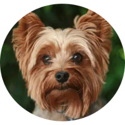 O Yorkshire Terrier é uma raça de cão pequeno e elegante, conhecida por sua personalidade vibrante e pelagem longa e sedosa.  É uma raça pequena, geralmente pesando entre 2 e 3 quilos quando adulto.  Uma das características mais distintivas do Yorkshire Terrier é sua pelagem longa e sedosa. Eles têm uma camada dupla de pelos: um subpelo macio e um pelo externo longo e liso. A pelagem geralmente é azul e dourada, embora variações em tons de azul e dourado também sejam comuns. Apesar de seu tamanho pequeno, o Yorkshire Terrier é um cão corajoso, alerta e cheio de energia. É altamente devotado aos seus donos e geralmente forma fortes laços de apego com suas famílias.  Eles devem ser escovados diariamente para evitar que os pelos se emaranhem e formem nós. Geralmente uma raça saudável, mas pode ser propenso a certos problemas de saúde, como luxação da patela, problemas dentários e doenças oculares.