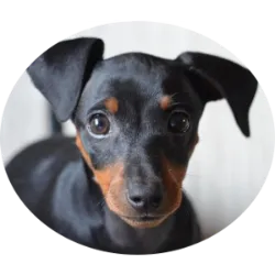 O Pinscher Miniatura é uma raça de cão pequeno e elegante, conhecida por sua personalidade vibrante e alerta. Originário da Alemanha, é uma versão menor do Pinscher Alemão. Apesar do tamanho reduzido, possuem uma aparência robusta e atlética. Esses cães são inteligentes, corajosos e cheios de energia. São muito leais aos seus donos e geralmente formam fortes vínculos familiares. Por serem tão alertas, são excelentes cães de guarda, prontos para alertar sobre qualquer intruso. Os Pinschers Miniatura necessitam de exercícios regulares para liberar sua energia. Eles também são bastante inteligentes e respondem bem ao treinamento, mas podem ser teimosos em alguns momentos. Sua pelagem curta é fácil de cuidar, necessitando apenas de escovação ocasional. Devido ao seu tamanho pequeno, são adequados para a vida em apartamentos ou espaços menores, desde que tenham oportunidades regulares para se exercitar.