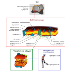 • Cellular constituent: Chloroplasts – Organelles that ensure the production of organic matter through photosynthesis; Prokaryotic cell: Absent Plant eukaryotic cells: Present Animal eukaryotic cells: Absent • Cellular constituent: Plasma membrane – Maintains cell integrity and regulates the exchange of substances between the intra and extracellular environments. Prokaryotic cell: Present Plant/animal eukaryotic cells: Present • Cellular constituent: Cell wall – Rigid structure that surrounds the cells, giving them shape and protection. Prokaryotic cell: Present Plant eukaryotic cells: Present Animal eukaryotic cells: Absent