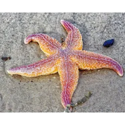 Los Equinodermos, un grupo de animales invertebrados exclusivos del entorno marino, son conocidos por su simetría radial y su papel vital en los ecosistemas oceánicos. Este filo incluye estrellas de mar, erizos de mar, pepinos de mar, lirios de mar y otros organismos que habitan el fondo marino de todos los océanos del planeta.
Características
Los equinodermos tienen un endoesqueleto formado por placas calcáreas, que les ofrecen protección y soporte. Destacan por su sistema ambulacral, una red de canales hidráulicos que controlan los llamados "pies ambulacrales", utilizados para la locomoción, alimentación e incluso el intercambio de gases.
Otro aspecto fascinante es su capacidad de regenerarse. Las estrellas de mar, por ejemplo, pueden reconstruir brazos perdidos, una característica que les ayuda a sobrevivir en entornos desafiantes.
Diversidad y funciones en los ecosistemas
Estrellas de mar: Depredadores que regulan las poblaciones de moluscos y otros invertebrados, ayudando a mantener el equilibrio ecológico.
Erizos de mar: herbívoros que controlan el crecimiento de algas en los arrecifes de coral, pero pueden causar desequilibrios si sus poblaciones se vuelven excesivas.
Pepinos de mar: Recicladores de aguas profundas, procesan sedimentos y devuelven nutrientes al ecosistema.