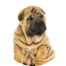 O Shar-pei é uma raça de cão de origem chinesa conhecida por sua pele solta e enrugada, especialmente quando são filhotes. Eles são de porte médio, com uma estrutura física robusta e uma cabeça larga. Suas características mais marcantes são as rugas distintas e a língua azul-preta.  o Shar-pei era utilizado na China para uma variedade de propósitos, incluindo caça, guarda e luta. Sua pele solta servia como uma forma de os ajudar a escapar dos agressores durante as lutas.  é conhecido por ser leal, independente e protetor de sua família. Eles podem ser reservados com estranhos, mas são afetuosos e devotados aos seus donos.  Cuidados com a pele do Shar-pei requer atenção especial devido às suas rugas. É importante limpá-las regularmente para evitar infecções e irritações. Pode ser propenso a certas condições, como febre Shar-pei (uma doença inflamatória da pele), problemas oculares e displasia de quadril. 