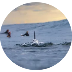 The terrifying theme of Jaws