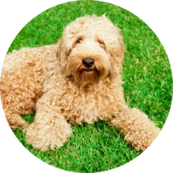 O Labradoodle é uma raça de cães híbridos originada na Austrália, resultado do cruzamento entre labradores e poodles. Eles têm porte médio, com pelagem que combina os cachos do poodle com as cores do labrador. Surgiram nos anos 80 para ajudar uma senhora cega alérgica a pelos longos. São amigáveis, inteligentes e sociáveis, ótimos para famílias. Têm cuidados específicos devido à propensão a problemas de saúde compartilhados por suas raças progenitoras. Precisam de exercícios diários e são mais felizes em ambientes com espaço para correr.