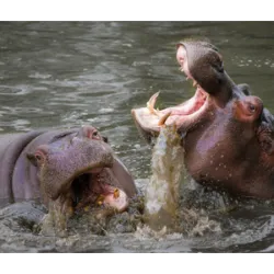 February 15th is Hippopotamus Day, dedicated to celebrating one of the most 