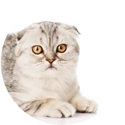 Os gatos Scottish Fold são conhecidos por suas orelhas dobradas para frente e para baixo, resultado de uma mutação genética. Eles têm uma estrutura corporal média a grande, com pernas proporcionais e caudas médias. Seus olhos podem variar em cor e são geralmente grandes e redondos. A pelagem pode ser curta ou semilonga e vem em uma variedade de cores e padrões. São conhecidos por sua personalidade doce e gentil. Eles tendem a ser gatos tranquilos, amigáveis e afetuosos. A raça teve origem na Escócia na década de 1960, quando um gato com orelhas dobradas chamado Susie foi descoberto, e apartir dela, criadores desenvolveram a raça, que rapidamente ganhou popularidade. Devido à mutação genética que causa a dobradura das orelhas, os Scottish Folds podem estar predispostos a certos problemas de saúde, como doenças nas articulações. 

