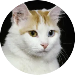 Os gatos Turkish Van Turco têm uma aparência distinta, com um corpo robusto e musculoso. Eles possuem uma pelagem macia e sedosa, geralmente de cor branca, com manchas coloridas na cabeça e na base da cauda. Suas caudas são longas e peludas, muitas vezes com um padrão de anel na ponta. Uma característica marcante, é a cor de seus olhos. Eles têm olhos grandes e expressivos em forma de amêndoa, que podem ser de cores diferentes, variando de azul a âmbar. Alguns gatos dessa raça podem até mesmo ter olhos de cores diferentes, uma condição chamada de heterocromia. São conhecidos por sua personalidade única e extrovertida. Uma característica incomum desses gatos é sua afinidade pela água. Não existe histórico patológico relacionado com esta raça, mas requer um programa de vacinação, e um controlo parasitário regular.