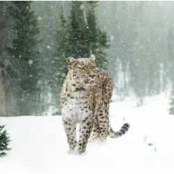 23 de octubre Día del Leopardo de las Nieves . La fecha se creó para crear c