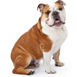 The English Bulldog, despite its robust appearance, is actually an affectionate and