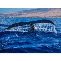 El 19 de febrero se celebra el Día de las Ballenas, con el objetivo de promover la concien