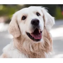 3 de fevereiro dia do Golden Retriever, em homenagem a uma das raças de cães mais amadas e conhecidas em todo o mundo. O Golden Retriever é famoso por sua lealdade, inteligência e natureza amigável, conquistando corações de famílias, profissionais e até terapeutas ao redor do planeta.
Origem da Raça
O Golden Retriever foi desenvolvido no final do século XIX na Escócia, por um criador chamado Dudley Marjoribanks, também conhecido como Lord Tweedmouth. Ele cruzou retrievers de pelo dourado com outras raças, como o Bloodhound, para criar um cão que fosse excelente para a caça e tivesse um temperamento equilibrado, ideal para conviver com a família. O resultado foi um cão de pelo dourado, amigável e fácil de treinar, que logo se tornou um dos favoritos entre os amantes de cães.
Características:
O Golden Retriever é conhecido por sua pelagem densa e dourada, que é não apenas bonita, mas também o ajuda a nadar e a realizar tarefas de caça. Além de sua aparência encantadora, o Golden Retriever é admirado por sua personalidade afetuosa e gentil.