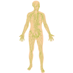 Su función es transportar líquidos (linfa), grasas y células inmunes. Elimina los desechos y mantiene el equilibrio de líquidos en el cuerpo.
Características:
Compuesto por vasos linfáticos, linfa, ganglios linfáticos y órganos (bazo, timo).
Trabaja junto con el sistema circulatorio.
Filtra microorganismos y toxinas de los tejidos corporales.
Ejemplos de componentes:
Linfa: Líquido que transporta los glóbulos blancos.
Ganglios linfáticos: "Filtros" que combaten las infecciones.
Bazo: Produce y destruye células sanguíneas viejas.
Timo: Madura los linfocitos T (células inmunitarias).