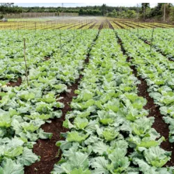 5 de novembro dia do Técnico Agrícola no Brasil. Essa data foi escolh