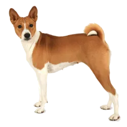 Basenji, originally from Central Africa, is known for its unique characteristic of 