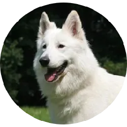 O Pastor Suíço, também conhecido como Pastor Branco Suíço ou Berger Blanc Suisse, é uma raça de cão de porte médio a grande originária da Suíça. Este cão é reconhecido por sua pelagem branca luxuosa e sua aparência majestosa. Originalmente, era considerado uma variedade do Pastor Alemão, mas mais tarde foi reconhecido como uma raça distinta. O Pastor Suíço é conhecido por ser leal, inteligente e corajoso. Eles são cães de trabalho por natureza, sendo habilidosos em várias tarefas, incluindo pastoreio, busca e resgate, e trabalho de guarda. São altamente devotados à sua família e tendem a ser protetores, mas também são gentis e afetuosos com aqueles que conhecem. Ele precisa de exercícios regulares para manter sua saúde física e mental. Eles gostam de atividades ao ar livre e precisam de estímulos mentais para evitar o tédio. Sua pelagem branca requer escovação regular para manter-se limpa e sem emaranhados.