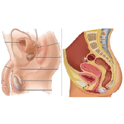 Es responsable de la reproducción, asegurando la perpetuación de la especie mediante la formación de gametos (células sexuales) y la fertilización.
Sistema Reproductor Masculino:
Produce esperma (gametos masculinos).
Órganos principales:
Testículos: Producen esperma y testosterona.
Pene: Órgano copulador.
Próstata y vesículas seminales: producen líquidos que forman el semen.
Sistema Reproductor Femenino:
Órganos principales:
Ovarios: Producen óvulos y hormonas (estrógeno y progesterona).
Útero: Lugar donde se desarrolla el embrión.
Vagina: Canal que conecta el exterior con el útero.
Ejemplos de procesos en el sistema reproductivo:
Ovulación: Liberación de un óvulo de los ovarios.
Fertilización: Unión de espermatozoide y óvulo.
Embarazo: Desarrollo del embrión en el útero.
El sistema reproductivo es esencial para la continuidad de la vida y funciona en interacción con otros sistemas, como el sistema endocrino.