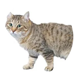 Os gatos Bobtail Japonês de pelo longo são uma variação da raça Bobtail Japonês, com uma pelagem mais longa e sedosa. Mantêm a característica distintiva da cauda curta e são afetuosos, inteligentes e leais, compartilhando a personalidade dos Bobtails de pelo curto. Requerem cuidados de grooming regular devido à pelagem longa e podem ser predispostos a problemas de saúde comuns a gatos de pelagem longa, como bolas de pelo e problemas de pele. São companheiros adaptáveis e ideais para famílias que procuram gatos ativos e carinhosos.