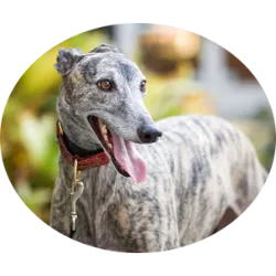 O Greyhound, ou Galgo Inglês, é um cachorro veloz e esguio, conhecido por sua amabilidade e história antiga de caça e corrida. Originário da Inglaterra, é amigável e se destaca por sua velocidade, podendo atingir até 72km/h. Apesar de tranquilo em casa, requer exercícios regulares ao ar livre. Cuidados com a saúde incluem predisposição a inchaço gástrico e osteossarcoma. Em resumo, o Greyhound é um companheiro gentil e atlético, ideal para famílias que apreciam atividades ao ar livre.