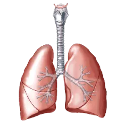 Es responsable de suministrar oxígeno al cuerpo y eliminar el dióxido de carbono, un producto de desecho producido por l