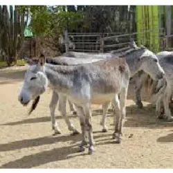 O Donkey Sanctuary em Aruba oferece uma experiência única, combinando a tradição holandesa de abraçar vacas com a interação afetuosa com burros. Com uma presença de 500 anos na ilha, esses animais gentis são uma atividade de alívio de estresse. Localizado em Bringamosa, o santuário abriga cerca de cem burros resgatados, proporcionando interações e apoio aos visitantes. Fundado em 1997, o santuário mudou-se recentemente para um novo local oito vezes maior, acessível por veículo. Uma excursão combinada com a Fazenda de Avestruzes e o Santuário de Animais de Philip apoia esforços de conservação e oferece uma jornada educativa pela vida selvagem em Aruba. A história dos burros em Aruba remonta à época colonial.