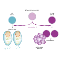 The cell is the basic unit of structure and functioning of a living being, that is, it corresponds to the simplest level of biological organization that we can call life. But the cell itself has other levels of organization – the organelles or cellular structures – such as mitochondria, which are formed by molecules, such as lipids and proteins, which are made up of atoms, such as carbon, oxygen and hydrogen.