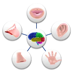 Su función es detectar, procesar y responder a estímulos ambientales, asegurando la percepción e interacción con el mundo externo e interno.
Características:
Compuesto por órganos de los sentidos (visión, oído, tacto, olfato, gusto).
Se conecta al sistema nervioso para transmitir información al cerebro.
Responde a estímulos físicos, químicos y térmicos.
Cuerpos y ejemplos:
Visión (Ojos): Detecta luz e imágenes (por ejemplo, retina).
Oído (oídos): Capta sonidos y ayuda con el equilibrio (por ejemplo, la cóclea).
Tacto (Piel): Siente presión, temperatura y dolor (por ejemplo: terminaciones nerviosas).
Olfato (Nariz): Identifica olores (p. ej.: bulbo olfatorio).
Gusto (Idioma): Reconoce sabores (por ejemplo, papilas gustativas).
El sistema sensorial nos permite explorar y comprender el mundo, adaptándonos a diferentes entornos.