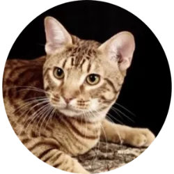 Os gatos Ocicat são uma raça elegante e atlética conhecida por sua aparência exótica com uma pelagem curta e macia com padrões de manchas ou listras, lembrando os ocelotes. Suas cores variam de fulvo a marrom, com manchas ou listras escuras em todo o corpo. Eles têm corpos musculosos e elegantes, orelhas pontiagudas e olhos grandes e expressivos. Foram desenvolvidos nos Estados Unidos na década de 1960. Inicialmente, foram uma combinação acidental entre gatos Siameses, Abissínios e American Shorthairs. O objetivo era criar gatos com a aparência de gatos ocelote. São conhecidos por serem gatos afetuosos, extrovertidos e brincalhões. Geralmente são saudáveis, mas é importante manter suas vacinações em dia e levá-los ao veterinário.