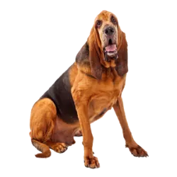 Bloodhound é uma raça canina que tem sua origem na França, Bélgica e Reino Unido, c