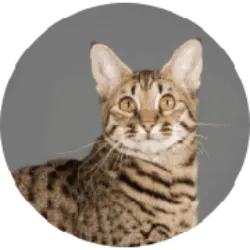 O Gato Savannah é uma raça exótica e fascinante, com uma pelagem curta e manchada, lembrando a aparência selvagem do serval africano. As cores mais comuns incluem dourado, prateado e preto. Possuem grandes orelhas eretas e arredondadas, que adicionam à sua aparência selvagem. O primeiro Savannah foi criado em 1986 por Judee Frank, cruzando um serval africano com um gato doméstico.  São conhecidos por serem inteligentes, curiosos e enérgicos. A pelagem curta dos Savannahs é fácil de cuidar, exigindo apenas uma escovação ocasional para remover pelos soltos. Geralmente são saudáveis, mas como todas as raças, podem estar predispostos a certas condições genéticas. 