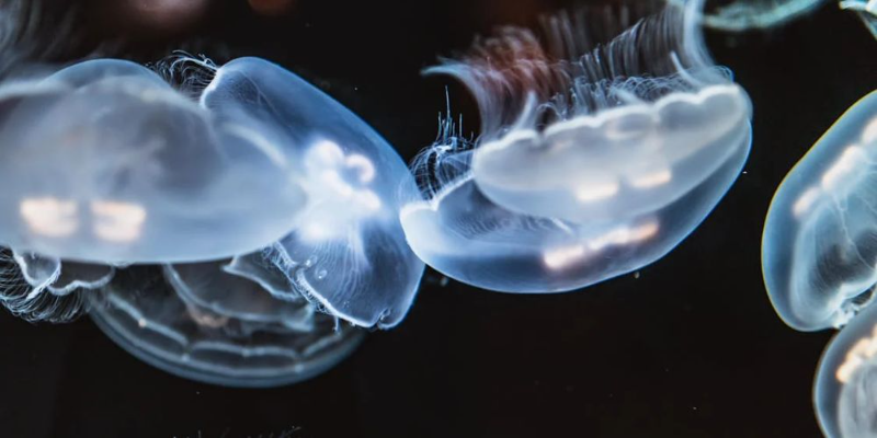 Animais Invertebrados Quiz Banner