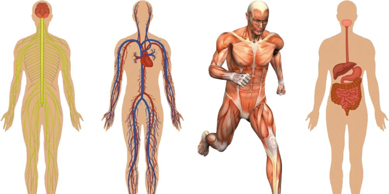 Sistemas del Cuerpo Humano Quiz Banner