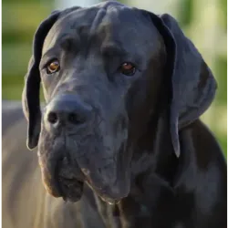 Explore mais sobre Dogue Alemão  também conhecido como Deutsche Dogge ou Great Dane em inglês, é uma das maio..