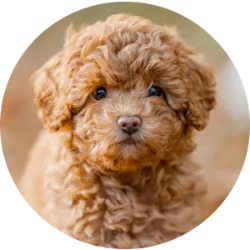 O Poodle Toy, também conhecido como Poodle Micro Toy, Poodle 0 ou Mini Poodle, é uma versão em miniatura do Poodle, adorada por sua pequena estatura e personalidade afetuosa. Originário da França e possivelmente da Alemanha, tornou-se uma das raças mais populares no Brasil, especialmente em ambientes urbanos devido ao seu tamanho compacto. Pesando entre 2,5 kg e 3 kg e medindo entre 20 e 25 centímetros, eles têm uma expectativa de vida de 10 a 15 anos. Seu pelo pode ser curto e encaracolado, com diversas cores possíveis. Apresentam temperamento doce, obediente e carinhoso, embora possam ser ciumentos e latir mais que o normal. Com cuidados regulares com a pelagem, banhos semanais, tosa e atenção à saúde, são ótimos companheiros para famílias e indivíduos em busca de um cão pequeno e amoroso.