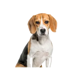 Beagle , un perro alegre y aventurero, originario de Inglaterra y Estados Unidos, e