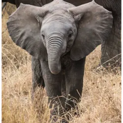 Mammals, one of the most fascinating groups of vertebrate animals, stand out for their unique characteristics, such as the presence of hair and the ability to feed their young with breast milk. With species ranging from small rodents to giants such as the blue whale, they are fundamental to the balance of terrestrial, aquatic and aerial ecosystems.
Striking Features
Mammals have some exclusive characteristics that differentiate them from other vertebrates:
Presence of hair: Protects against the cold and helps with camouflage.
Mammary glands: They produce milk to nourish puppies in the first stages of life.
Endothermy: They are "warm-blooded", keeping their body temperature stable in different environments.
Highly developed nervous system, with large brains that enable complex behaviors such as learning and communication.
Mammal Diversity:
Mammals are divided into three large groups:
Monotremes: Mammals that lay eggs, such as the platypus.
Marsupials: Cubs are born prematurely and complete their development in the kangaroo (pouch), like kangaroos.
Placentals: Most mammals, including dogs, elephants and humans, have longer gestations and more developed offspring.
Role in the Ecosystem.