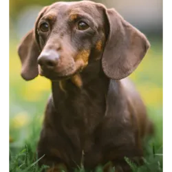 El perro salchicha , también conocido como "perro salchicha" debido a su 