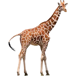 World Giraffe Day is celebrated on June 21st . This date was created to rais