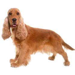 English Cocker Spaniel is a medium-sized dog Originally from England, they generall