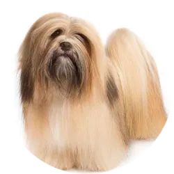 O Lhasa Apso, originário do Tibete, é conhecido por sua personalidade peculiar e pelo pelo longo que requer cuidados. Desenvolvido para ser um cão de guarda, é territorial e protetor, mostrando ciúmes em relação a seus pertences. Embora ame seu tutor, não é excessivamente apegado ao colo. Esses cães são alertas e propensos a latir para alertar sobre possíveis ameaças. Apesar de sociáveis com a família, podem ser reservados com estranhos e não são recomendados para lares com crianças pequenas devido ao seu comportamento possessivo. Requerem cuidados regulares com os pelos, dentes e unhas, além de atenção à saúde, especialmente em relação aos olhos, rins, joelhos e pele. Em termos de exercício, precisam de atividades diárias moderadas e treinamento de reforço positivo devido à sua inteligência e tendência ao tédio.