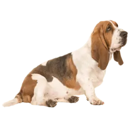 Basset Hound , un perro amable y paciente originario de Francia, es reconocido por 