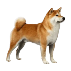 Akita, also known as Akita Inu, is a large dog with a charming appearance, characte