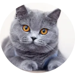 Os gatos British Shorthair são uma raça popular do Reino Unido, conhecidos por sua personalidade calma e equilibrada. Têm corpos robustos, pelagem curta e densa, além de cabeças arredondadas. São afetuosos, independentes e não muito vocais. Requerem pouco cuidado de grooming necessitando apenas de escovação ocasional para remover pelos soltos e manter a pelagem em boas condições e são geralmente saudáveis. No entanto, como todas as raças, podem estar sujeitos a condições comuns de saúde, como obesidade e problemas dentários. São excelentes companheiros para quem procura um gato tranquilo e elegante.
