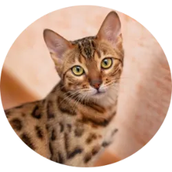 Bengal cats are an exotic and active breed known for their wild, leopard-like appea