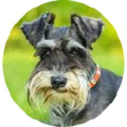 The Schnauzer is a German dog breed known for its distinctive physical features, su