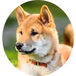 O Shiba Inu é uma raça de cão de origem japonesa, conhecida por sua aparência marcante e personalidade cativante. São cães de porte pequeno a médio, com uma pelagem densa e macia que geralmente é de cor vermelha, preta ou creme. O Shiba Inu foi criado no Japão para caçar pequenos animais, como pássaros e coelhos. Sua agilidade, inteligência e instinto de caça os tornaram excelentes caçadores. São conhecidos por sua independência e inteligência. São cães corajosos e alertas, com uma personalidade forte e teimosa. Embora sejam leais aos seus donos, podem ser reservados com estranhos. São geralmente saudáveis, mas podem estar sujeitos a algumas condições de saúde, como displasia de quadril, luxação patelar e problemas oculares.