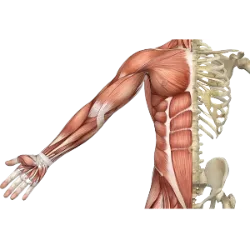 It is responsible for the movements of the body and organs, composed of elongated cells (muscle fibers) with the ability to contract due to the proteins actin and myosin. It is essential for movement, circulation and visceral control.
Features:
Composed of elongated cells called muscle fibers.
It has the ability to contract, thanks to the proteins actin and myosin.
High vascularization and energy consumption.
Classification:
Skeletal striated muscle:
Multinucleated cells and striations.
Voluntary hiring.
Ex.: Body movements.
Cardiac striated muscle:
Striated, with intercalated discs and branched fibers.
Involuntary and rhythmic contracting.
Ex.: Heart.
Smooth muscle:
No striations, fusiform fibers.
Slow and involuntary hiring.
Ex.: Visceral organs (intestine, vessels).