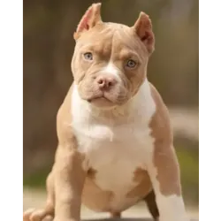 El American Bully es una raza de perro dura y cariñosa cuyos orígenes en Estados Un