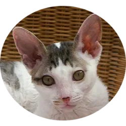 Os gatos Cornish Rex são uma raça única e encantadora, conhecida por sua pelagem encaracolada e sua personalidade afetuosa. Têm cabeças pequenas e triangulares, com grandes orelhas arredondadas e olhos expressivos. Surgiram na Inglaterra na década de 1950. A raça teve origem em uma mutação genética espontânea em uma gata da Cornualha, que resultou em sua pelagem encaracolada. Sua pelagem é fácil de cuidar e requer apenas escovação suave. São geralmente saudáveis e se adaptam bem a diferentes ambientes. São companheiros ideais para pessoas dinâmicas que procuram um gato interativo e envolvente.