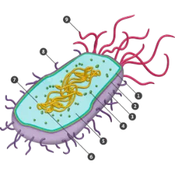 In a cell , a set of structures common to all cells can be identified: a cell membrane , which delimits its contents and functions as a surface for exchanges with the external environment; a cytoplasm , with organelles that perform specific functions in cellular work; and genetic material , which coordinates and controls its activity.