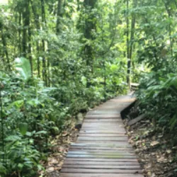 Explorar a trilha da Rorota é uma experiência preciosa e atemporal nos arredores de Rémire-Montjoly, atraindo diversos caminhantes, desde atletas com crampons até entusiastas da natureza. Apesar de proibido devido ao risco de deslizamentos de terra e manutenção complexa, o caminho tem uma história ligada à criação de lagos no século XVIII para abastecer Caiena. O percurso, que circunda a montanha Mahury e conecta os lagos de Rorota, Lalouette e Rémire, oferece uma visão da natureza exuberante, com cachoeiras, macacos e flores silvestres. A caminhada, de aproximadamente 6 km, proporciona miradouros fantásticos, destacando o mar e os ilhéus de Rémire, explicando a popularidade, apesar das proibições, e a esperança de remoção rápida de obstáculos.